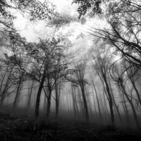 El bosque nublado
